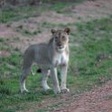 ZMB NOR SouthLuangwa 2016DEC10 NP 065 : 2016, 2016 - African Adventures, Africa, Date, December, Eastern, Month, National Park, Northern, Places, South Luangwa, Trips, Year, Zambia